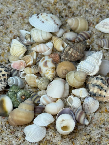 3D Charm Topper Lids